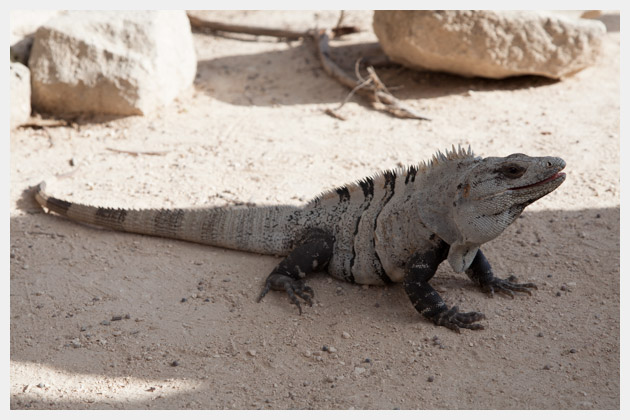 Iguana in Tulum