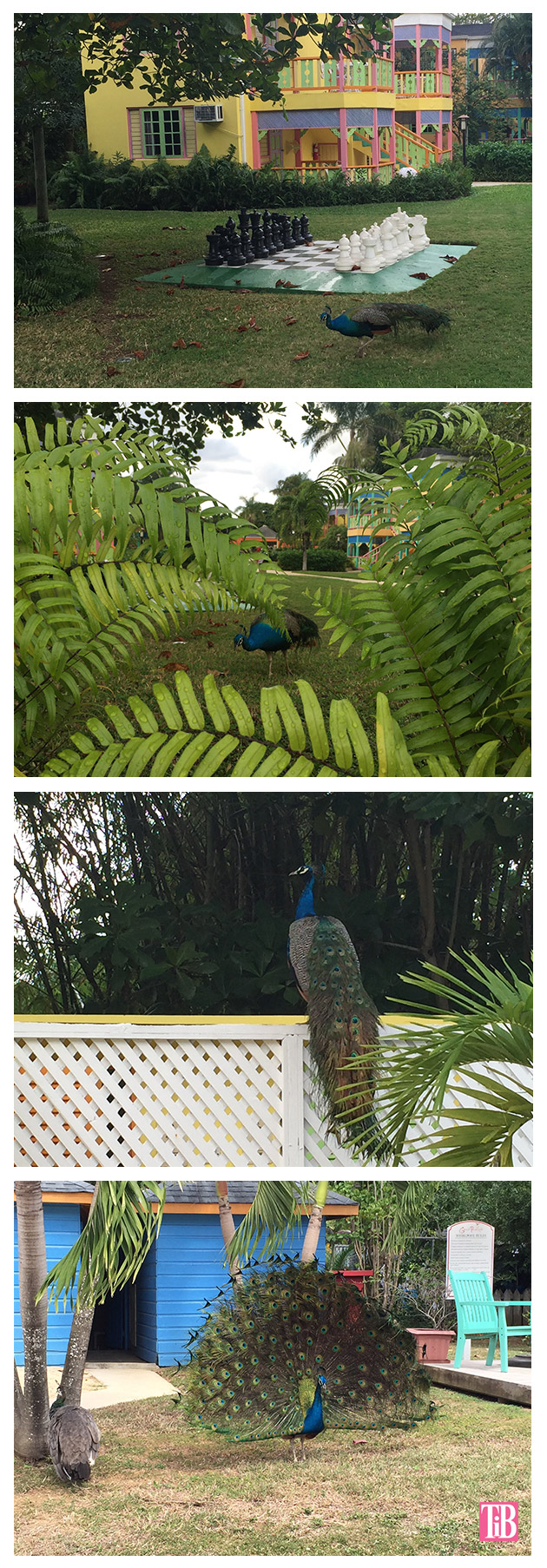 Jamaica-peacock