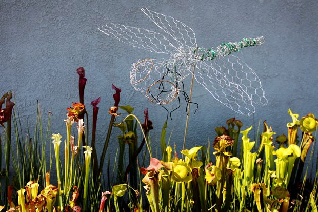 Therapeutic Chicken Wire Dragonflies by Rad Megan