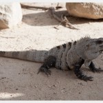 Iguana in Tulum