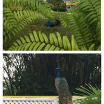 Jamaica-peacock