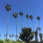 insta-palms