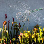 Therapeutic Chicken Wire Dragonflies by Rad Megan